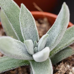 Crassula Mesembryanthemoides Tenelli - 6cm