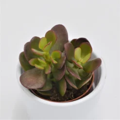 Crassula Minor - 5,5cm