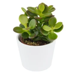 Crassula Minor - 6cm