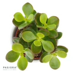 Crassula Minor - 6cm -Pflanzfreu Verkaufsgeschäft crassula minor 6cm2