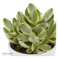 Crassula Money Maker Variegata - 6cm -Pflanzfreu Verkaufsgeschäft crassula money maker variegata 6cm