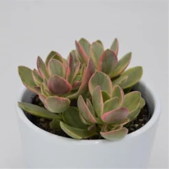 Crassula Money Maker Variegata - 8,5cm