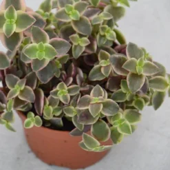 Crassula Pellucida Ssp. Marginalis - 8,5cm