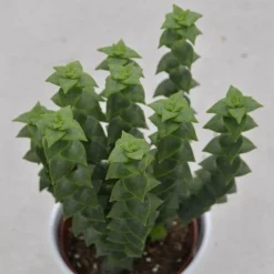 Crassula Perforata - 8,5cm -Pflanzfreu Verkaufsgeschäft crassula perforata 8cm