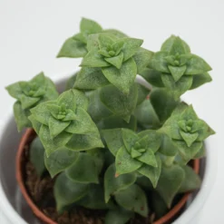 Crassula Perforata - 8,5cm