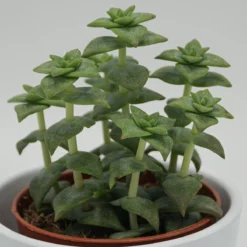Crassula Perforata - 8,5cm -Pflanzfreu Verkaufsgeschäft crassula perforata 8cm4