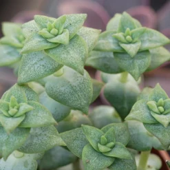 Pflanzfreu Verkaufsgeschäft -Pflanzfreu Verkaufsgeschäft crassula perforata 8cm5