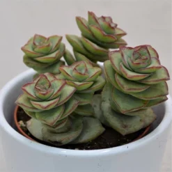 Crassula Perforata Giant - 8,5cm