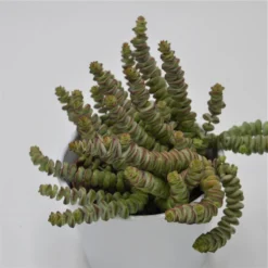 Crassula Rupestris Subsp. Marnieriana - 8,5cm