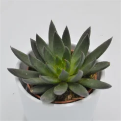 Echeveria Affinis - 8,5cm
