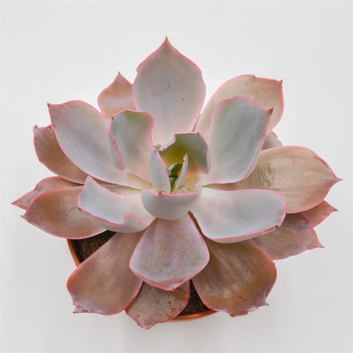 Echeveria Afterglow - 15cm 4 Echeveria Afterglow - 15cm – Bild 4