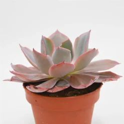Echeveria Afterglow - 15cm 6 Echeveria Afterglow - 15cm -Pflanzfreu Verkaufsgeschäft echeveria afterglow 15cm2