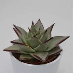Ausgewählte Produkte -Pflanzfreu Verkaufsgeschäft echeveria agavoides ebony 8cm