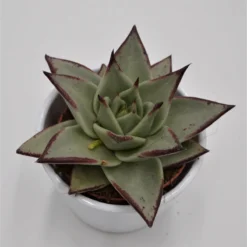 Echeveria Agavoides Ebony - 8,5cm 5 Echeveria Agavoides Ebony - 8,5cm -Pflanzfreu Verkaufsgeschäft echeveria agavoides ebony 8cm2