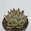 Echeveria Agavoides Ebony - 8,5cm