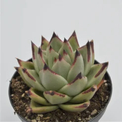 Ausgewählte Produkte 5 Echeveria Agavoides Ebony - 8,5cm