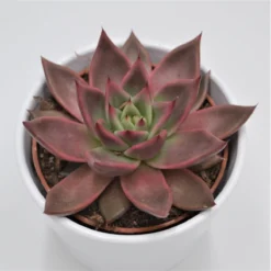 Echeveria Agavoides Mars - 10,5cm