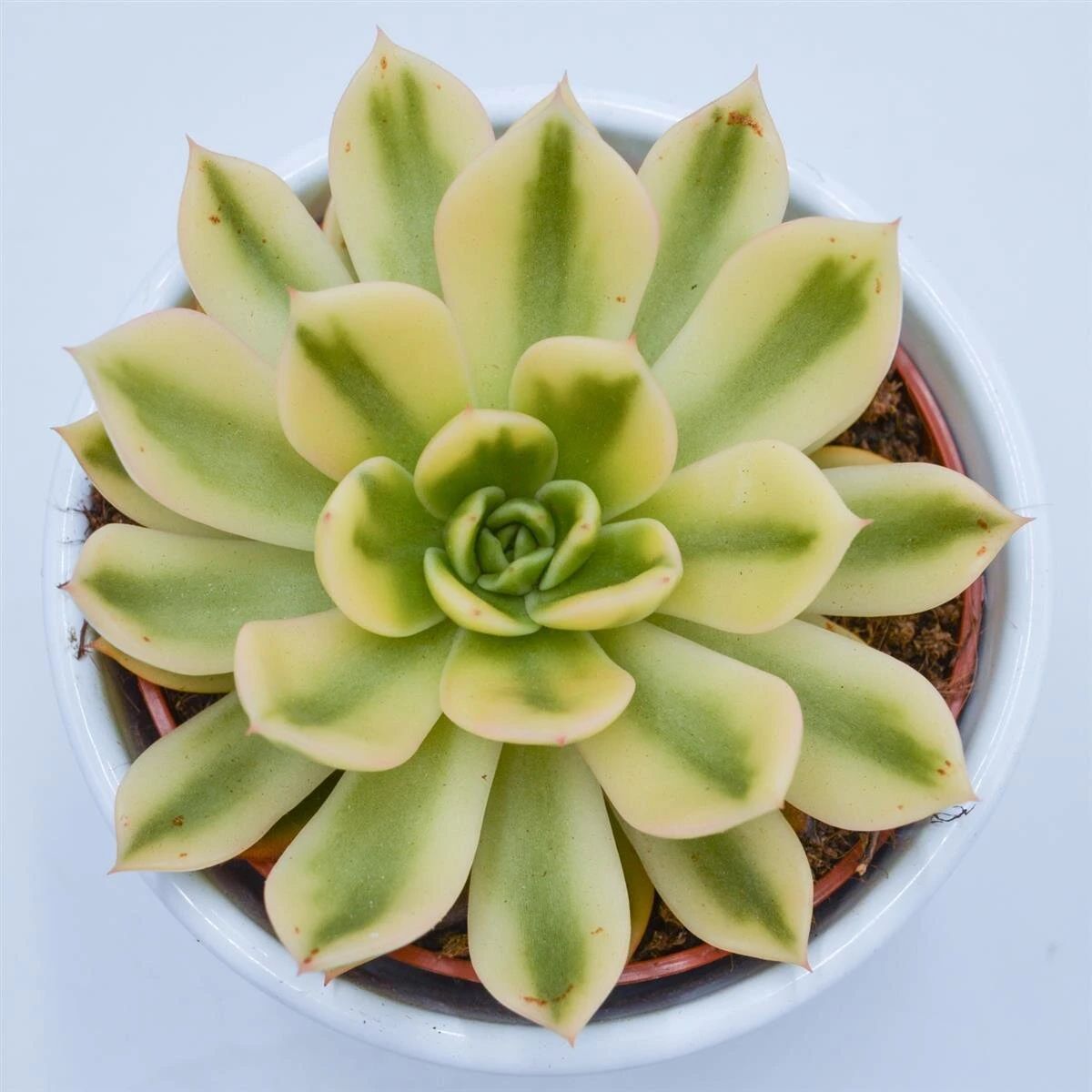 Echeveria Agavoides Mira F. Variegata - 10,5cm 1 Echeveria Agavoides Mira F. Variegata - 10,5cm