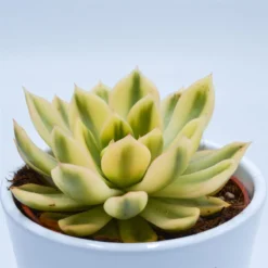 Ausgewählte Produkte -Pflanzfreu Verkaufsgeschäft echeveria agavoides mira f variegata 10cm2