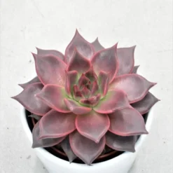 Echeveria Agavoides Romeo - 10,5cm