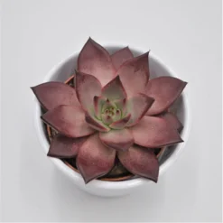 Echeveria Agavoides Romeo Rubin - 8,5cm