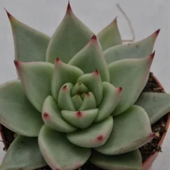 Echeveria Agavoides Sirius - 8,5cm