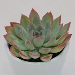 Echeveria Apus - 6cm 6 Echeveria Apus - 6cm -Pflanzfreu Verkaufsgeschäft echeveria apus 6cm