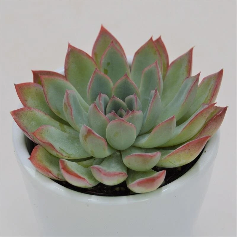 Echeveria Apus - 6cm 3 Echeveria Apus - 6cm – Bild 3