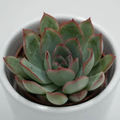 Echeveria Apus - 6cm 7 Echeveria Apus - 6cm -Pflanzfreu Verkaufsgeschäft echeveria apus 6cm2