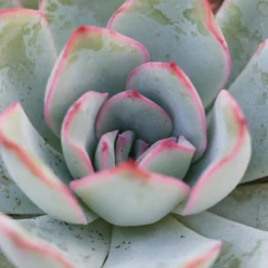 Ausgewählte Produkte -Pflanzfreu Verkaufsgeschäft echeveria apus 6cm3