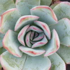 Ausgewählte Produkte 11 Echeveria Apus - 6cm
