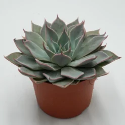 Echeveria Aquila - 10,5cm -Pflanzfreu Verkaufsgeschäft echeveria aquila 10cm