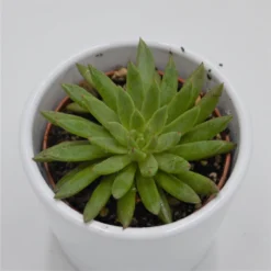 Echeveria Calderoniae - 6cm