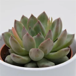Echeveria Colorata Hybrid - 8,5cm