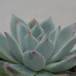 Ausgewählte Produkte -Pflanzfreu Verkaufsgeschäft echeveria colorata tapalpa 10cm