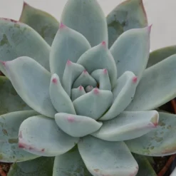 Ausgewählte Produkte 15 Echeveria Colorata F. Tapalpa - 10,5cm