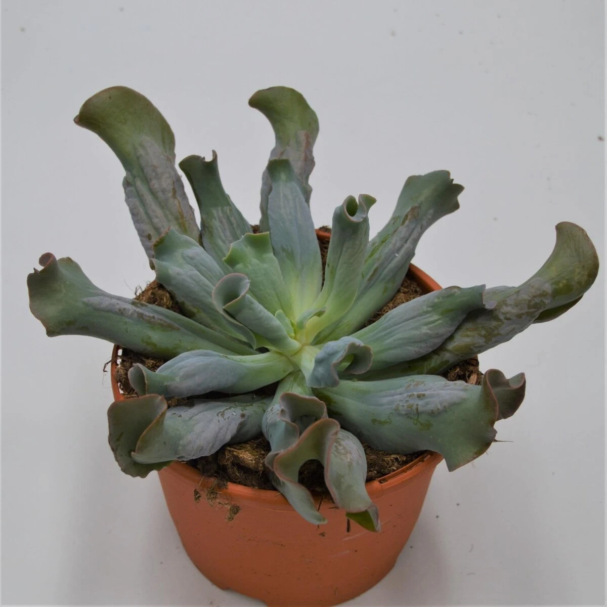 Echeveria Culibra - 17cm 1 Echeveria Culibra - 17cm