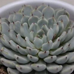 Pflanzfreu Verkaufsgeschäft -Pflanzfreu Verkaufsgeschäft echeveria cuspidata var gemmula 8cm
