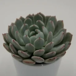 Echeveria Cuspidata Var. Gemmula - 8,5cm
