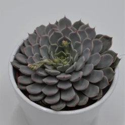 Echeveria Cuspidata Var. Zaragoza Pink - 10,5cm