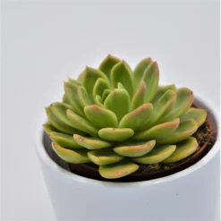 Echeveria Gilva - 8,5cm