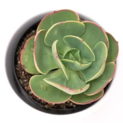 Ausgewählte Produkte 1 Echeveria Green Spoon - 10,5cm