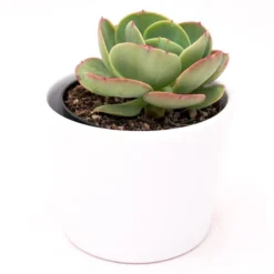 Ausgewählte Produkte -Pflanzfreu Verkaufsgeschäft echeveria green spoon 10cm2