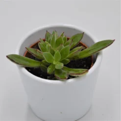 Echeveria Harmsii - 6cm