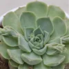 Echeveria Hyalina - 9cm