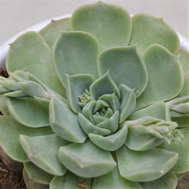 Echeveria Hyalina - 9cm 1 Echeveria Hyalina - 9cm