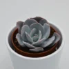 Echeveria Gila - 8,5cm