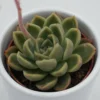 Echeveria Mandolan - 6cm