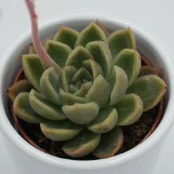 Ausgewählte Produkte 3 Echeveria Mandolan - 6cm