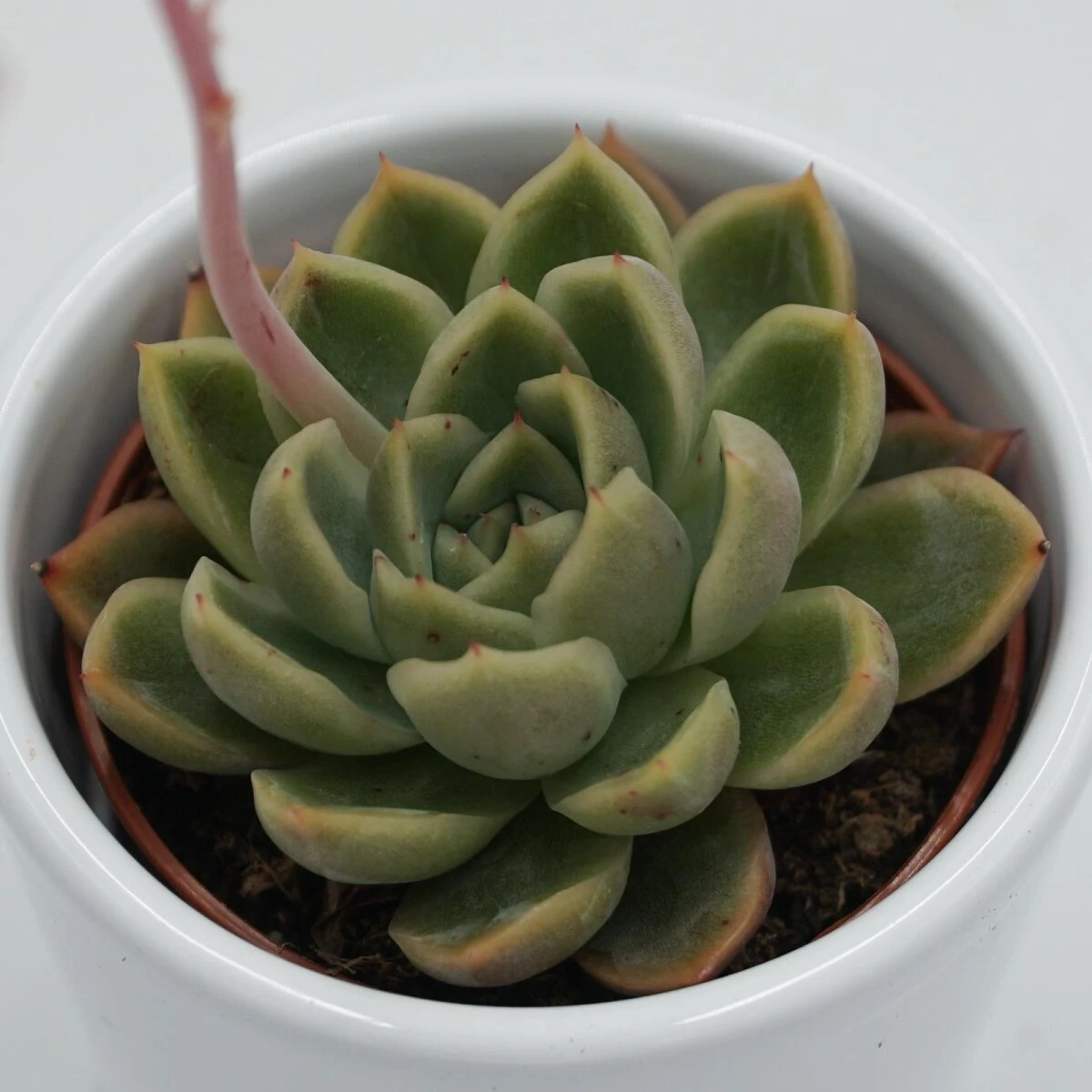 Echeveria Mandolan - 6cm 1 Echeveria Mandolan - 6cm